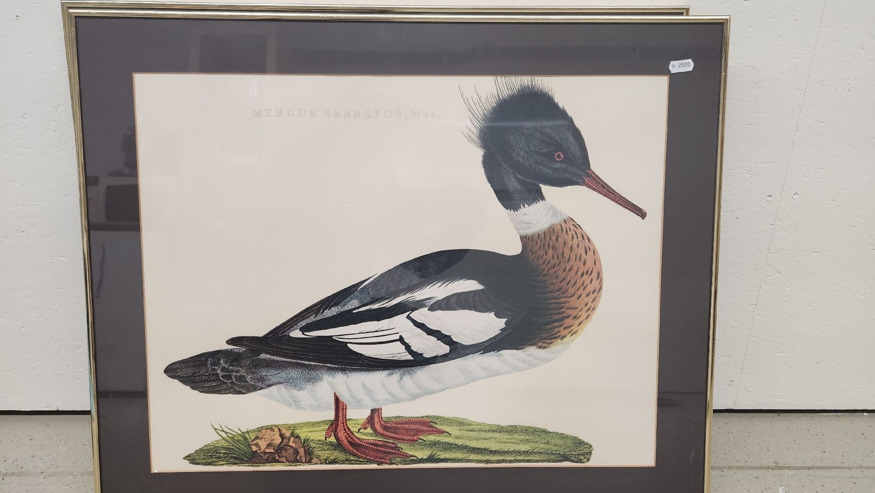 Foto & Immagini: Antikes Bild, Ente, gerahmte Messing – Usato da Bönigen venduto da Dampflock69
