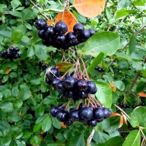 Plantes & graines: Aronie noire 'Viking' comestible  2x – Neuf avec emballage d'origine à Bremblens par FIBONACCI369