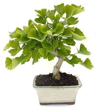 Piante & sementi: Fächerblattbaum - Ginkgo biloba - 1 Pflanze – Nuovo e nell'imballaggio originale da Sumiswald venduto da Cham14558 4