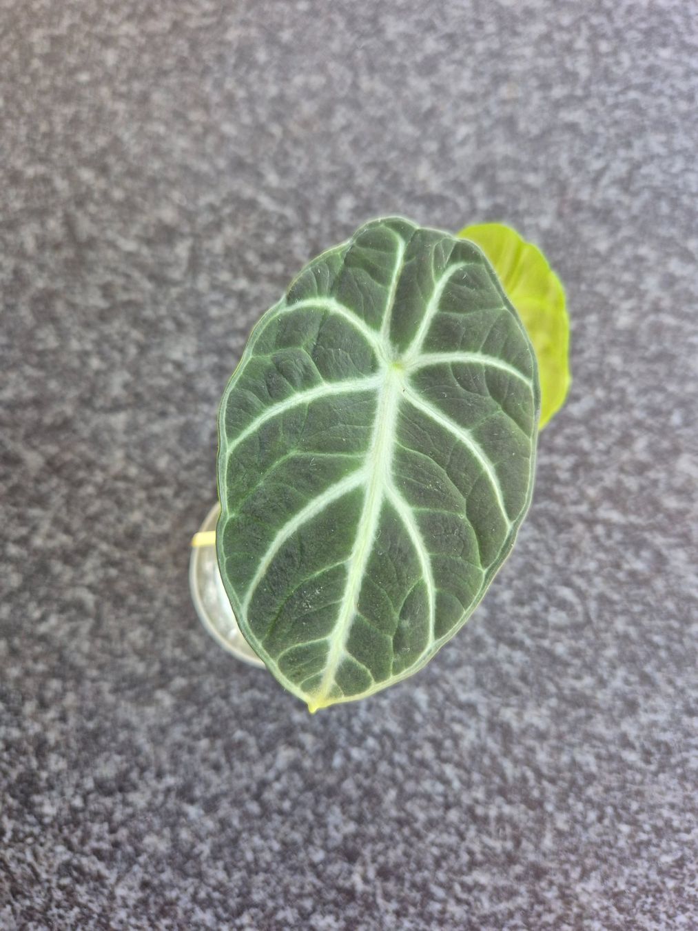 Piante & sementi: Alocasia Ninja – Usato da Urtenen-Schönbühl venduto da Pflanzenherberge