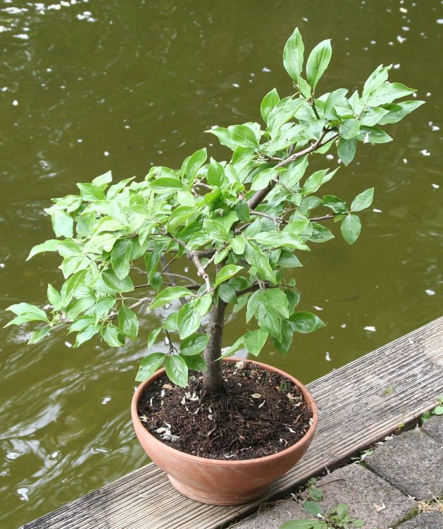 gumtree bonsai SweetGum Raft Grouping Bonsai – Bella Bonsai Nursery