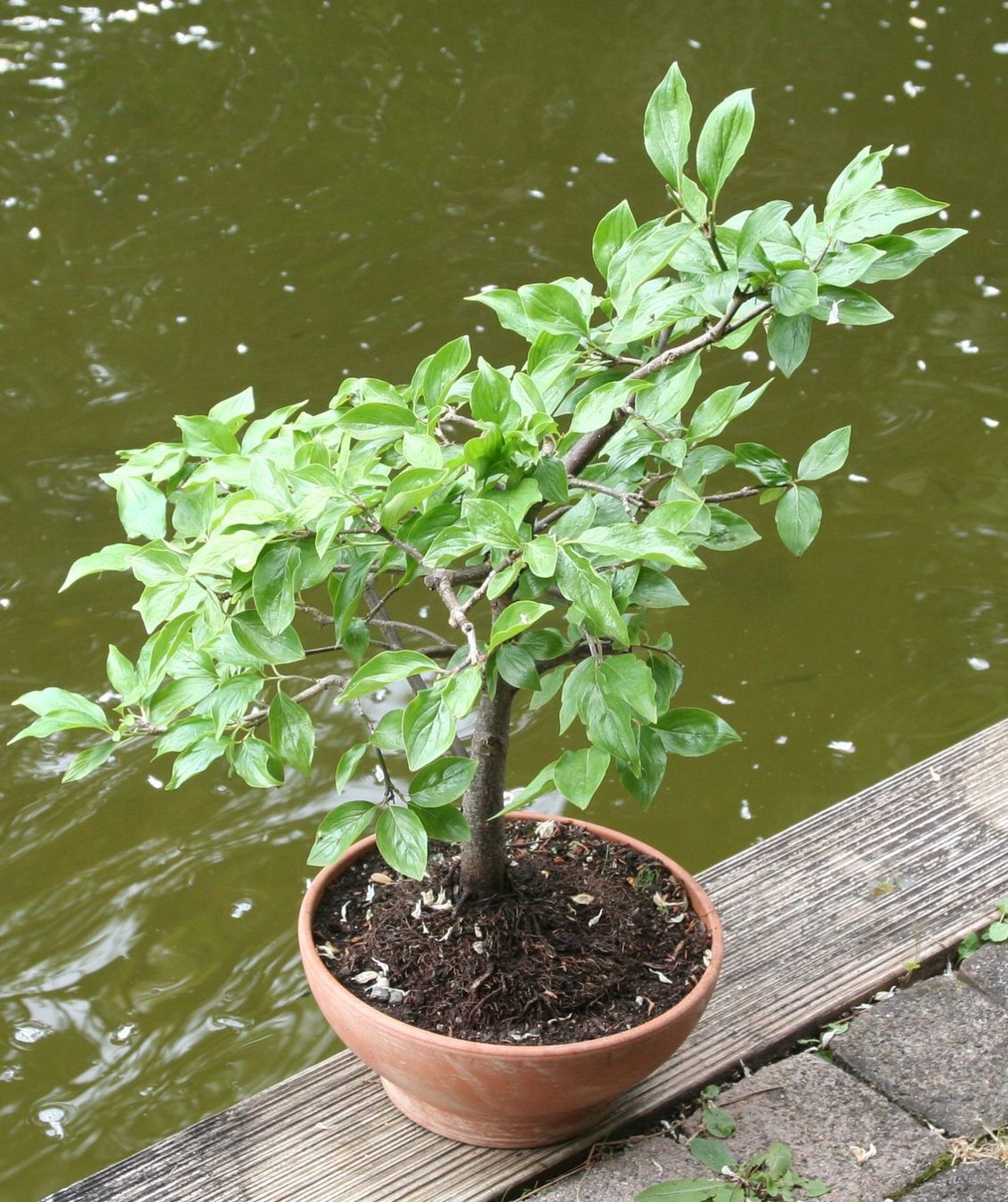 BONSAI - Hartriegel (Kornelkirsche) (Neu (gemss Beschreibung)) in  Gretzenbach fr CHF 61  nur Abholung auf Ricardo kaufen