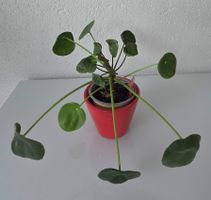 Kleine Glückstaler-Pflanze, Pilea Peperomioides, mit Topf 🍀