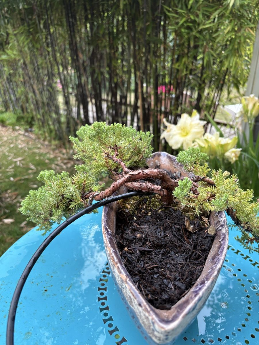 Plantes & graines: Wacholderbonsai Juniperus  – D'occasion à Epalinges par ihl_f6xh 4