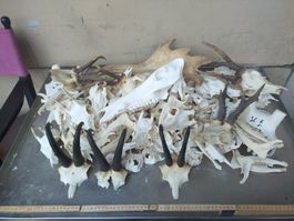 Schädel Sammlung, Tierknochen, Jagdtrophäen, Deko, ab 1.-