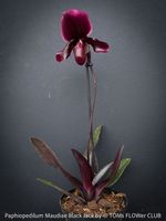 Paphiopedilum Maudiae Black Jack - Frauenschuh-Orchidee