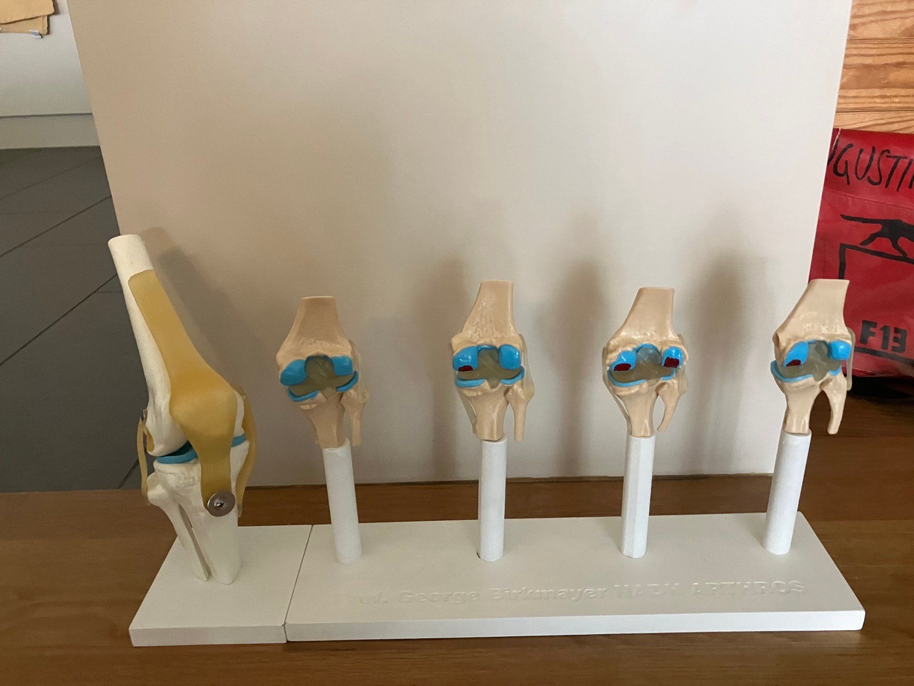 Kits de montage: Kniegelenksmodelle – D'occasion à Olten par PGBNG