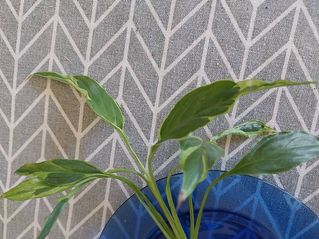 Piante & sementi: Spathiphyllum delhi tricolor – Usato da Schwaderloch venduto da bademeister79 1