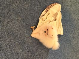 Pomeranian Welpe weiss