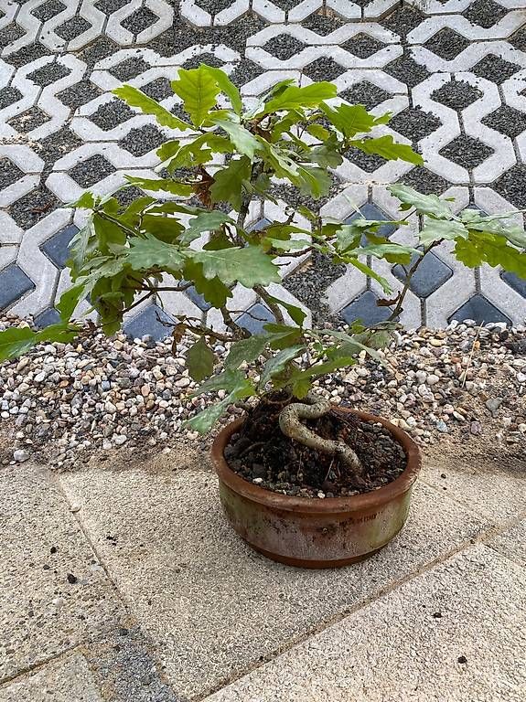 Piante & sementi: Bonsai Eiche in Tonschale - ab Samen / Eichel gezogen 2016 – Usato da Allenwinden venduto da guetzli20 2