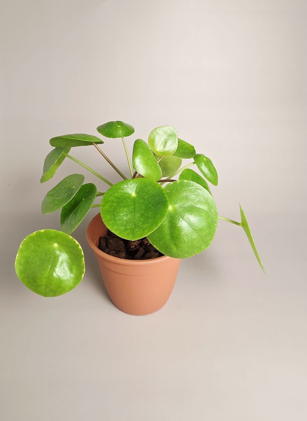 Pflanzen & Samen: Ufopflanze / Pilea peperomioides #1 – Neu (gemäss Beschreibung) aus Gerolfingen von Azora