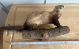 Präparierter Iltis auf Holzstamm
