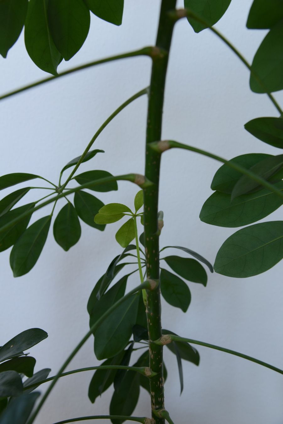 Pflanzen & Samen: Strahlenaralie/Schefflera – Gebraucht aus Basel von fer_cs78 5