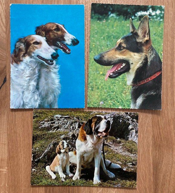 Cartoline postali: 3 Hunde Postkarten, Schäfer, Windhund, Bernhardiner – Usato da Luzern venduto da Kartenansicht