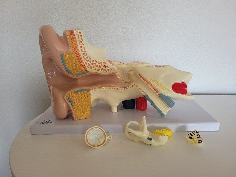 Attrezzature mediche: medizinisches Ohrmodell – Usato da Elgg venduto da RmBiker 1