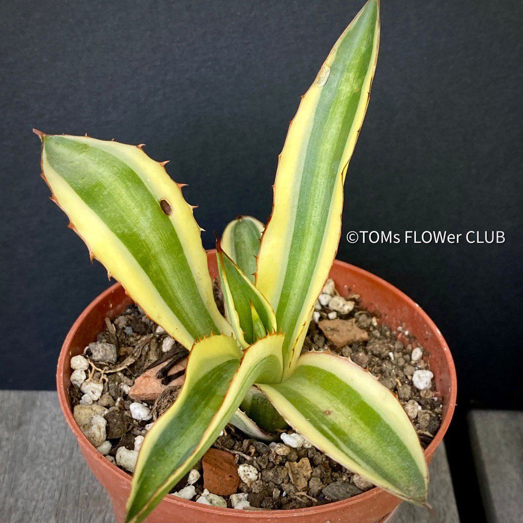 Piante & sementi: Agave Lophantha Variegata Quadricolor - top robust – Nuovo e nell'imballaggio originale da Adliswil venduto da astom369 2