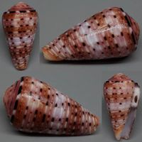 SEHR SCHÖNE CONUS AURISIACUS,-2.)-MUSCHEL,-46,4 MM,---F+++