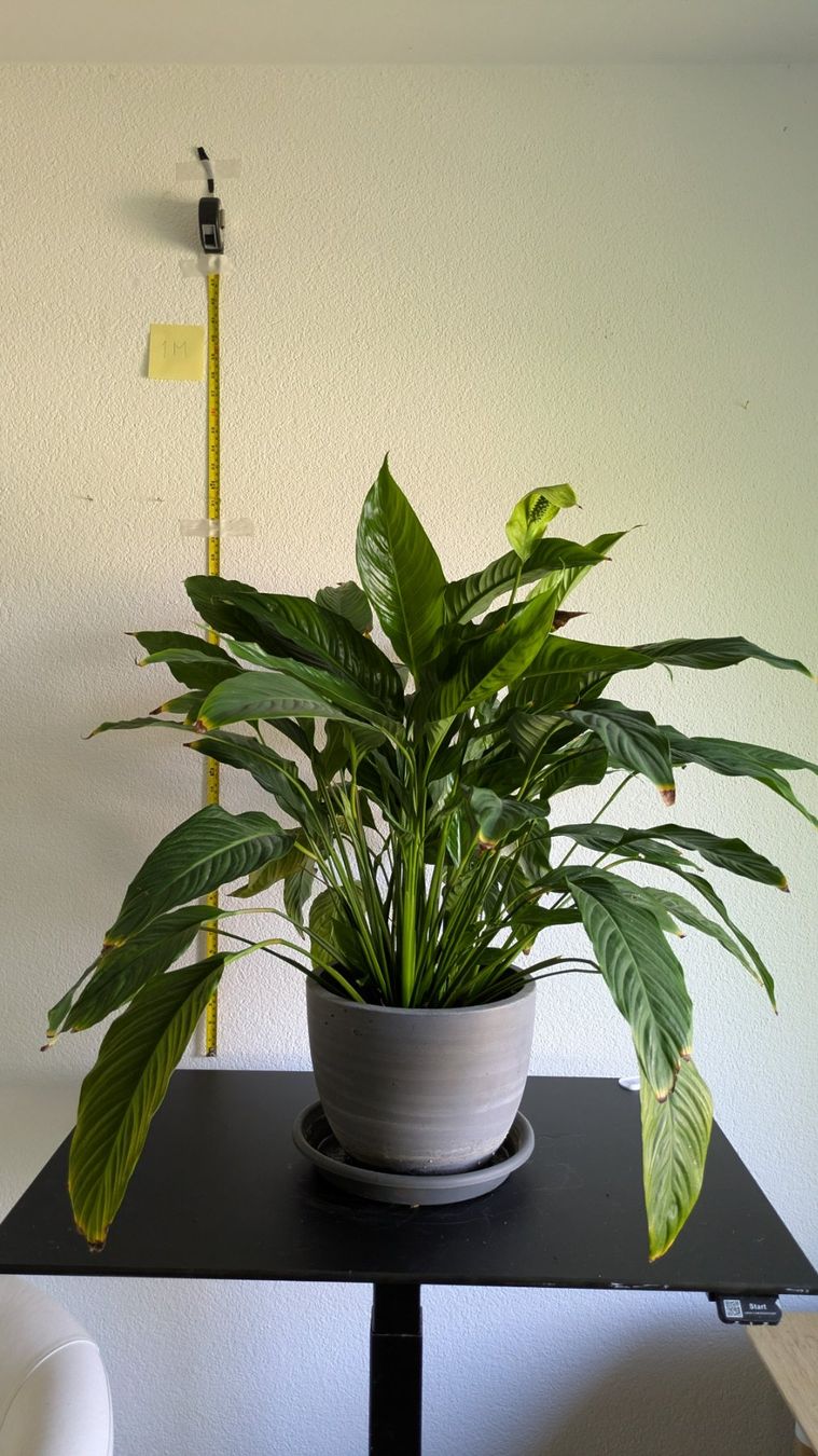 Piante & sementi: Grosses Einblatt Spathiphyllum mit grauem Topf – Usato da Bremgarten b. Bern venduto da oll_8gnq