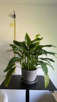 Grosses Einblatt Spathiphyllum mit grauem Topf