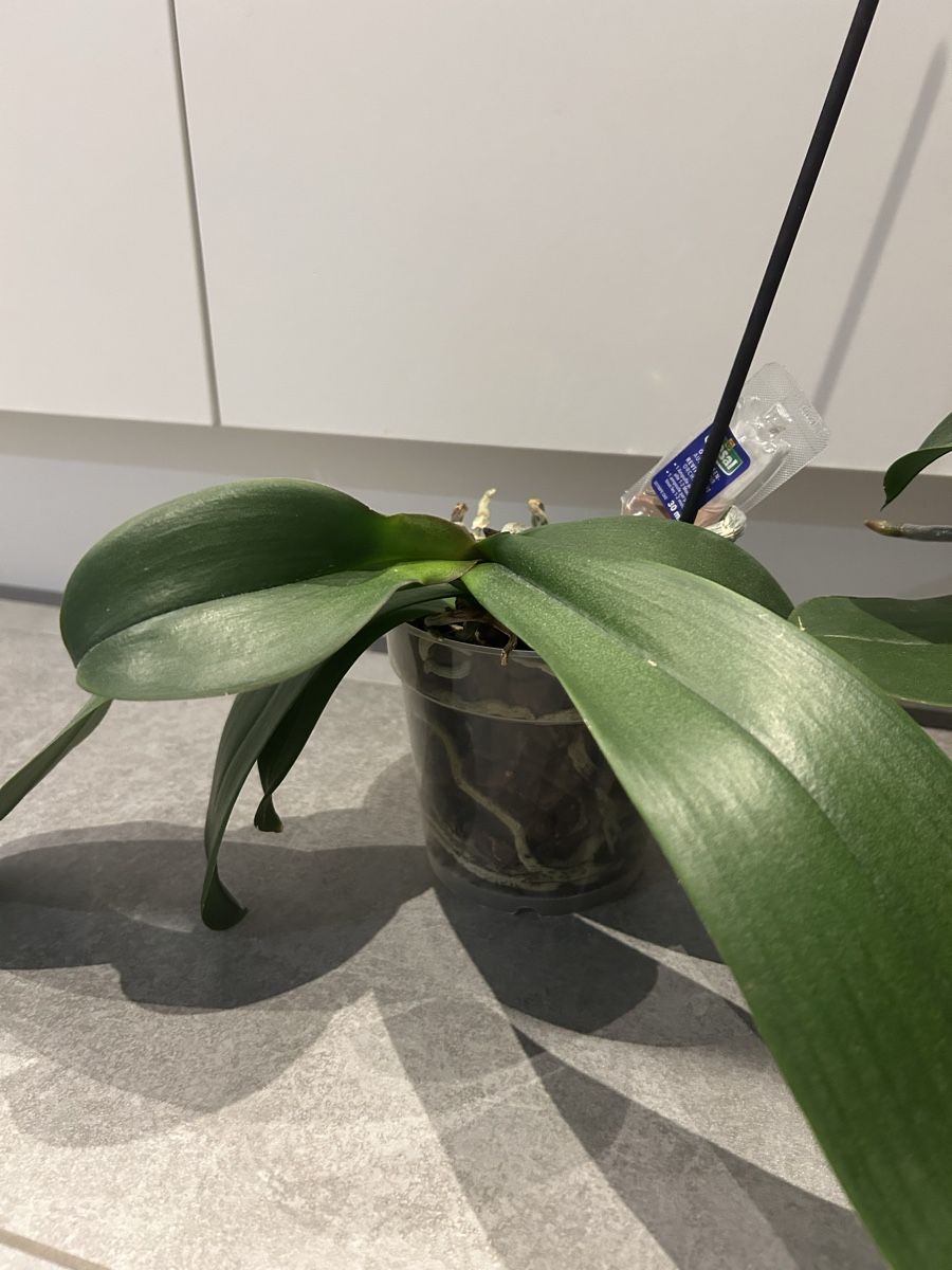 Piante & sementi: Phalaenopsis 3 Stk  – Usato da Regensdorf venduto da adr_95f5 2
