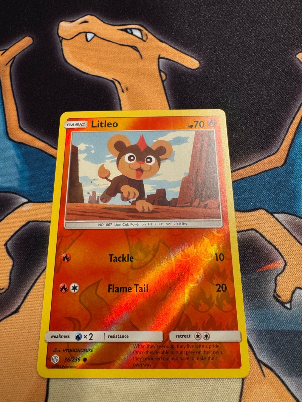 Pokémon Carte collezionabili: Litleo (CEC 36) - Reverse Holo - Cosmic Eclipse – Nuovo (secondo la descrizione) da Bülach venduto da Pfrenzel