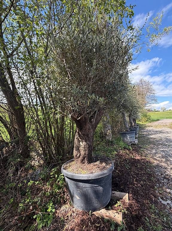 Pflanzen & Samen: Olivenbaum "Olea Europea 15" – Neu und originalverpackt aus Zuckenriet von Thur_Plant 1