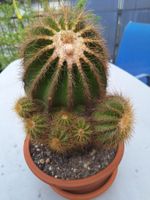 Grosser bald blühender Kaktus
