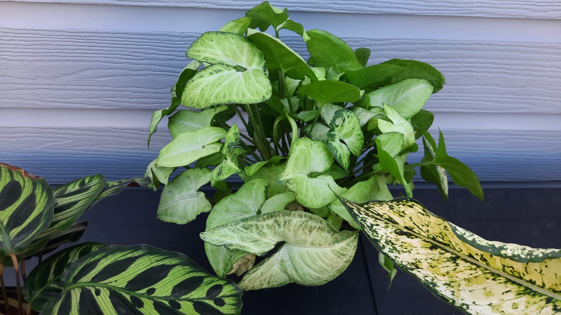 Piante & sementi: Lot belles plantes vertes – Usato da Les Brenets venduto da glo_267f 3