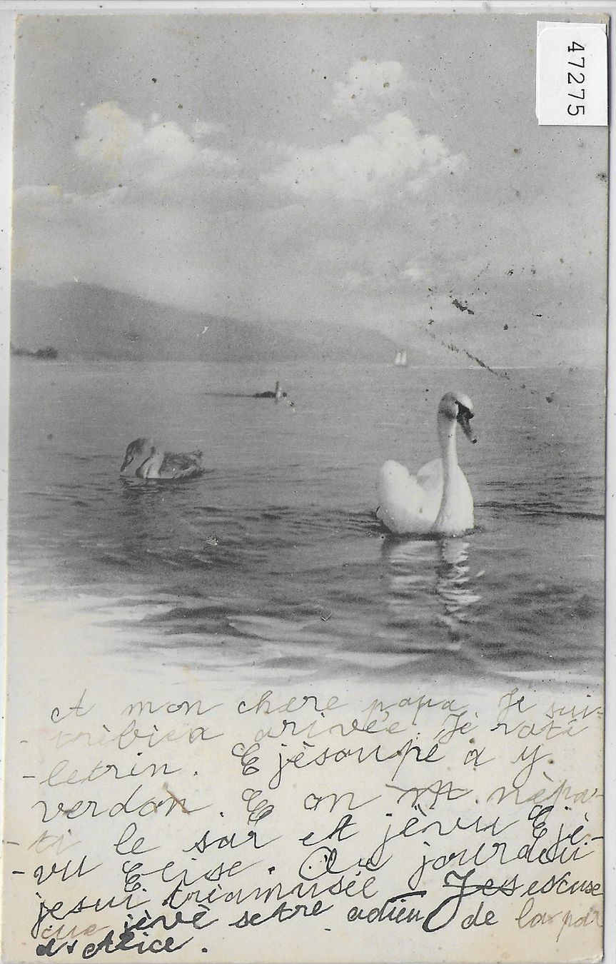 Ansichtskarten: Lac Leman - Schwäne - Stabstempel: Avanche – Gebraucht aus Ettingen von Kartenplanet
