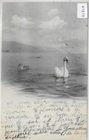 Lac Leman - Schwäne - Stabstempel: Avanche