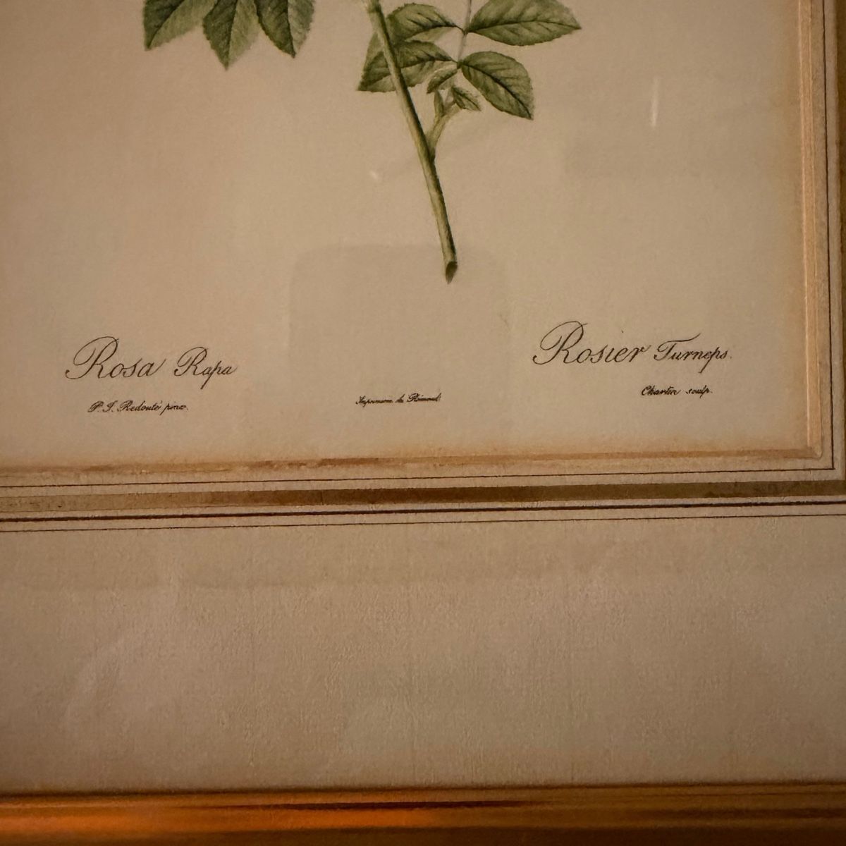 Foto & Immagini: Kunstdruck - Pierre-Joseph Redouté - Rosa Rapa – Usato da Schlieren venduto da KaRoPue 2