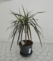 Pflegeleichter kleiner Drachenbaum Zimmerpflanze