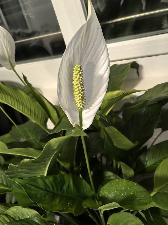 Piante & sementi: Plante avec pot – Usato da Petit-Lancy venduto da hex_6rsx 1