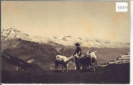 Ziegenherde auf der Engstligenalp