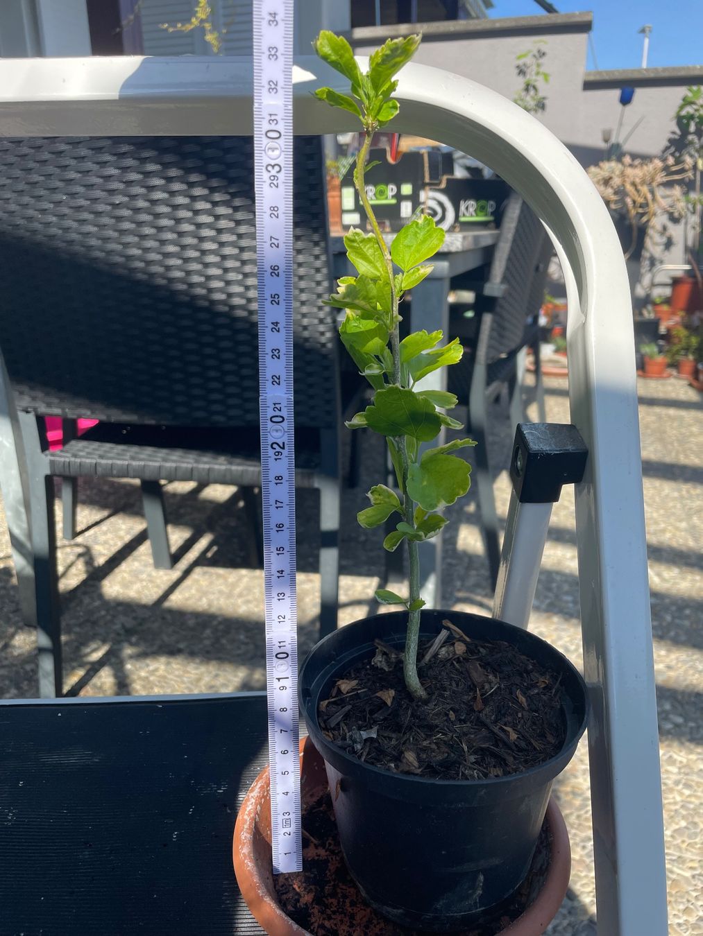 Piante & sementi: HIBISKUS - STRAUCH- GARTEN-EIBISCH WEISS ODER LILA -CA 35 CM – Nuovo (secondo la descrizione) da Buchs AG venduto da fischli610 8