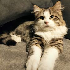 Profile image of JJGiano