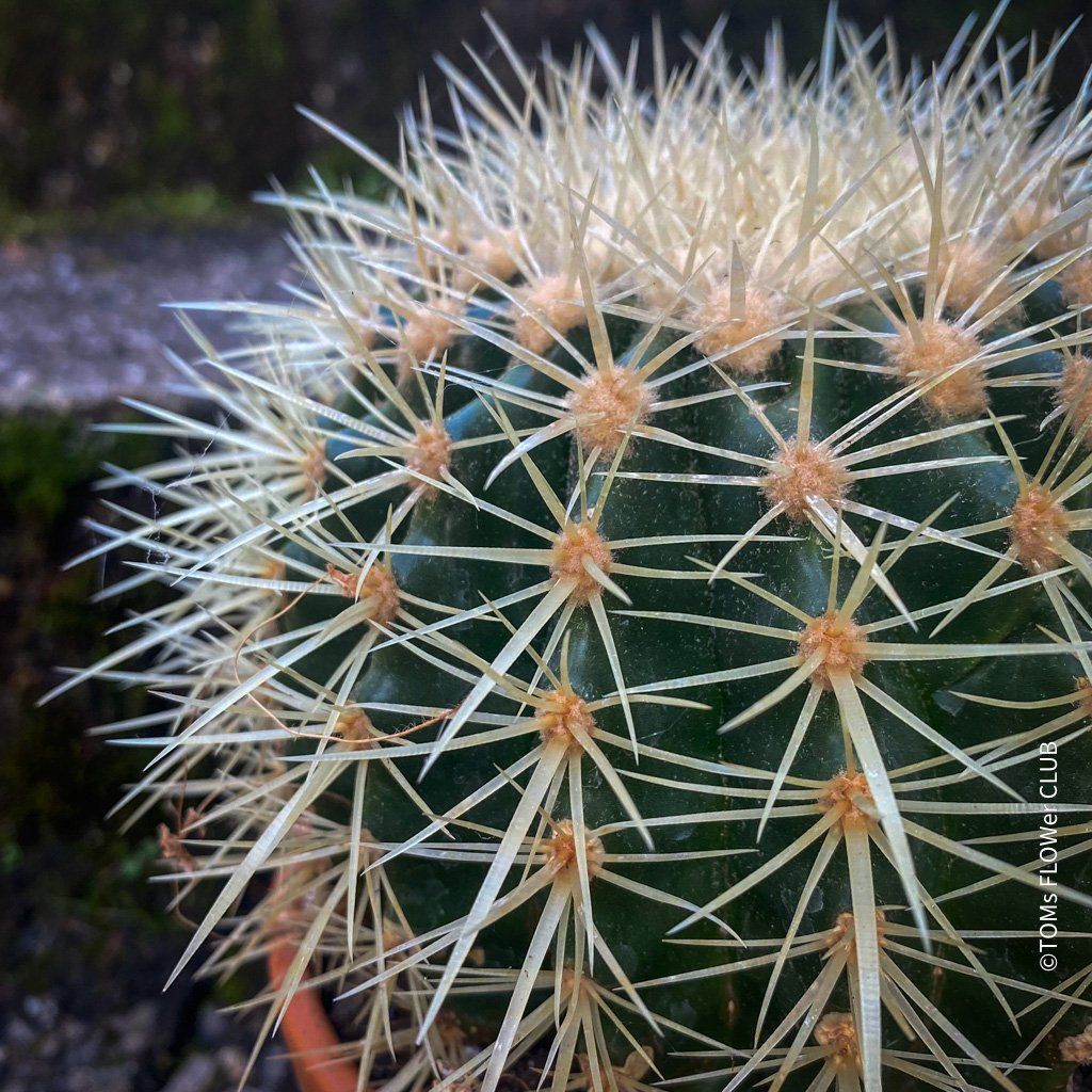 Pflanzen & Samen: Echinocactus Grusonii – „Schwiegermuttersitz" - Kaktus – Neu und originalverpackt aus Adliswil von astom369 5