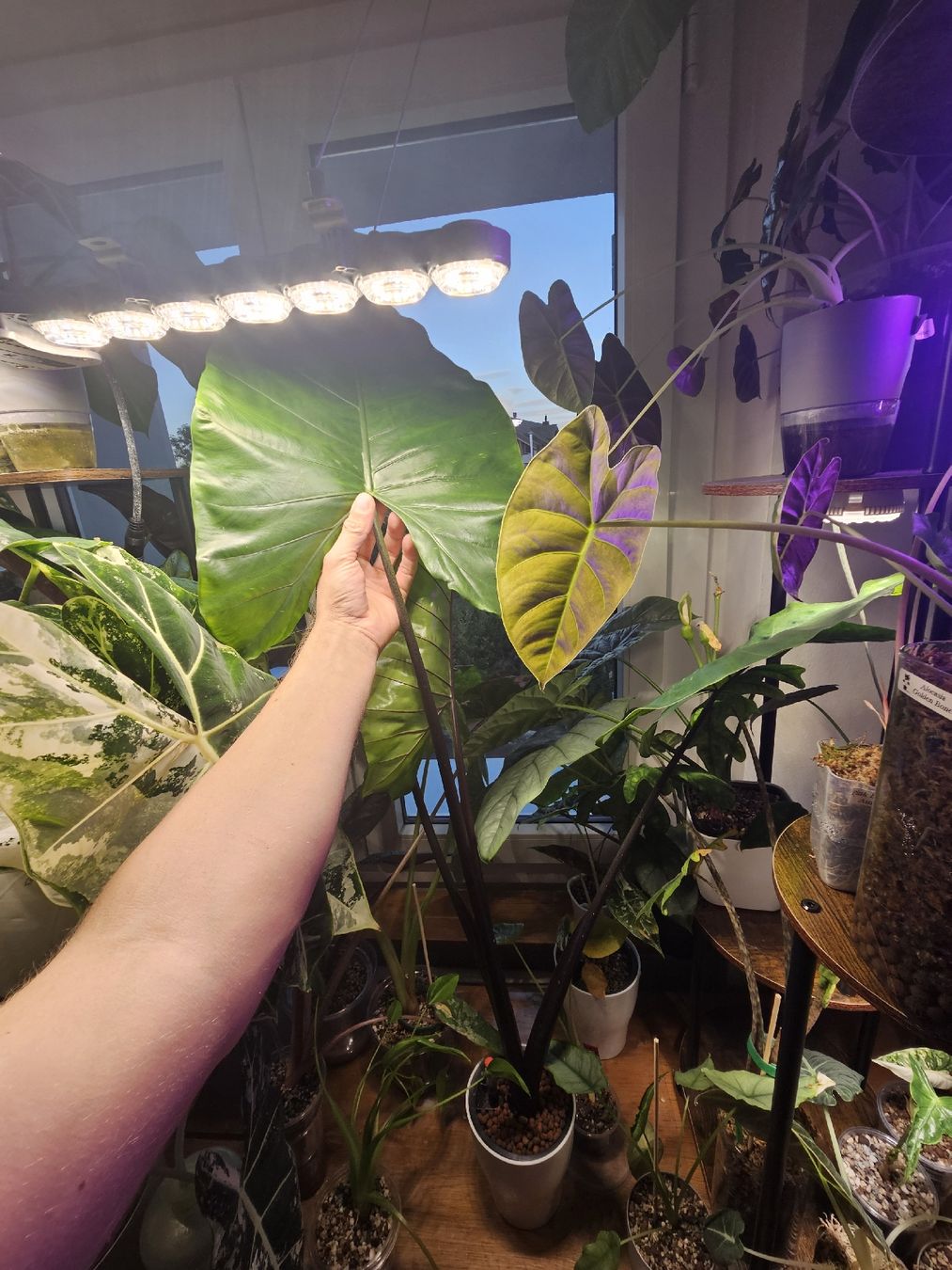 Pflanzen & Samen: Alocasia Black Stem – Neu (gemäss Beschreibung) aus Utzenstorf von Dac_mk 4