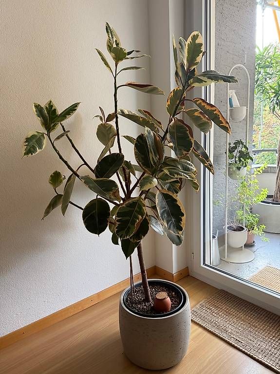 Pflanzen & Samen: Ficus Pflanze – Gebraucht aus Zürich von Lallilu