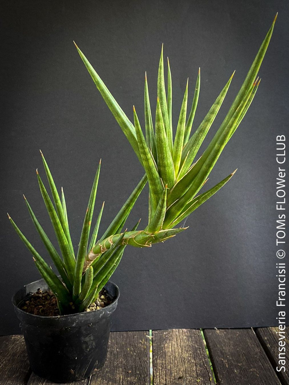 Piante & sementi: Sansevieria Francisii 1+1 - einzigartig schön - oder? – Nuovo e nell'imballaggio originale da Adliswil venduto da astom369 8