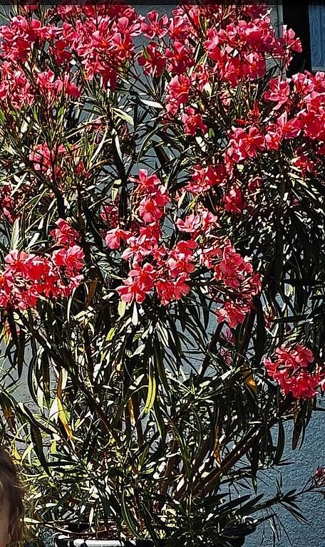 Piante & sementi: wunderschöner Oleander – Nuovo e nell'imballaggio originale da Wattenwil venduto da topcash4you
