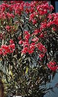 wunderschöner Oleander