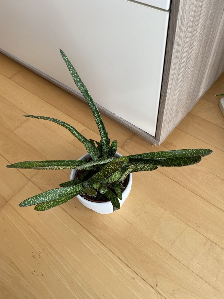 Piante & sementi: Gasteria Zimmerpflanze   – Usato da Malans GR venduto da mirra1020 1