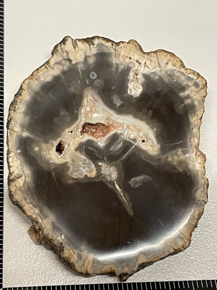 Minerali & Pietre curative: Heilstein versteinertes Holz – Usato da Rümlang venduto da euqinom16 2