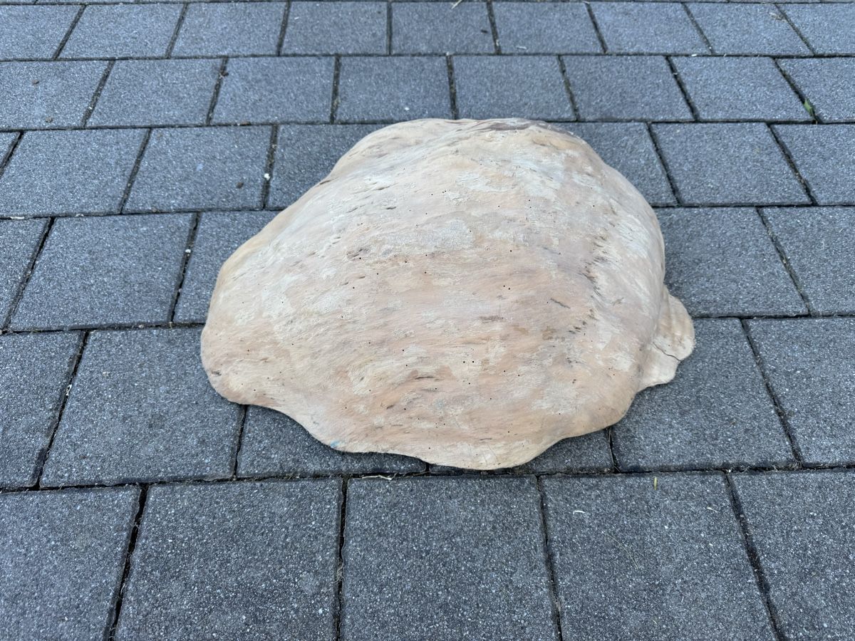 Articoli in legno: Naturholz Holzverwucherung – Nuovo (secondo la descrizione) da Reichenburg venduto da Noele123 2
