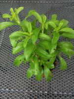 Süsskraut (Stevia) - eine Pflanze!