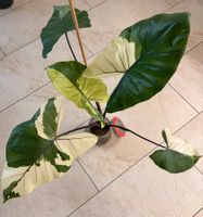 Alocasia Black Stem albo RHIZOM