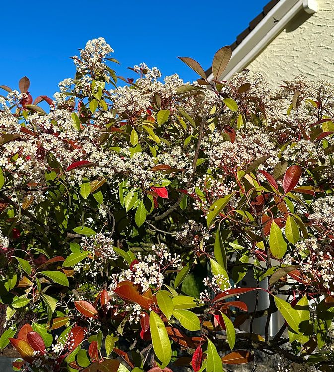 Photinia Fraseri "red robin" Mehrstmmig solitr (Neu (gemss  Beschreibung)) in Degersheim fr CHF 459  nur Abholung auf Ricardo kaufen