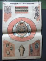 Vintage Schulwandbild WÜRMER, Biologische Tafeln Zoologie
