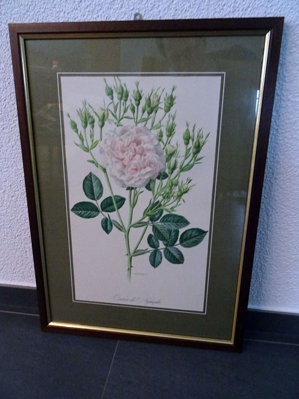 Foto & Immagini: Bild "Rose" von Trechslin – Usato da Obfelden venduto da Borschtsch
